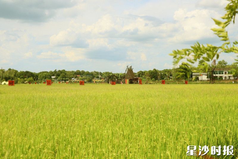 如今的湘峰村,生态美、产业兴、民风淳,一幅业兴村强、宜居宜业和美乡村画卷正徐徐展开。 林畅 摄