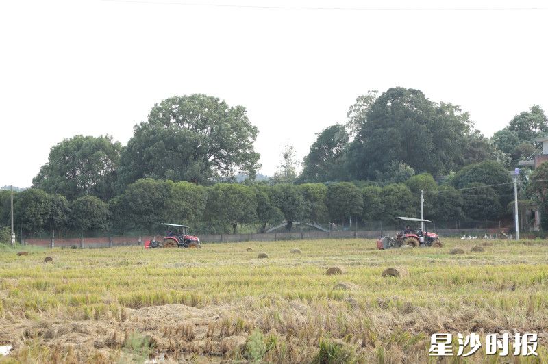 打捆机轰鸣着将秸秆吞入、压实，吐出一个又一个硕大而规整的草墩。均为阮霖浩 摄