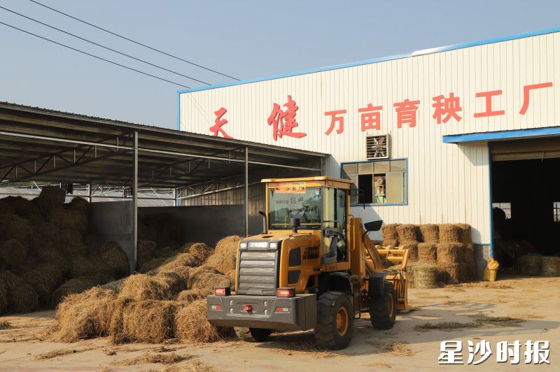 这些昔日的“生态包袱”，正悄然上演一场从“田间废料”到“绿色黄金”的华丽蜕变。