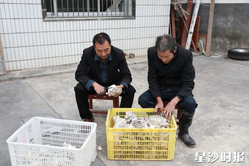 袁国钦（左）与杨锋照清理刚采收的平菇。