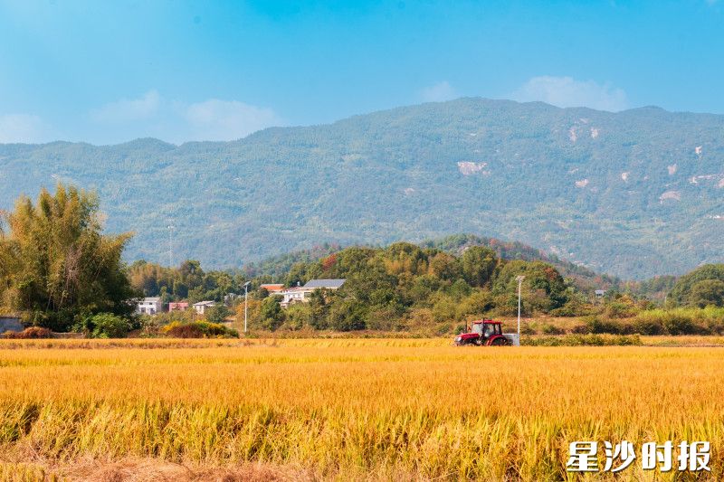 油菜花播种。均为刘思源 摄
