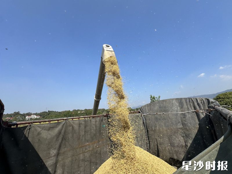 稻谷转运去烘干。