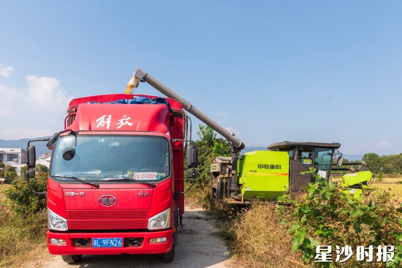 收割机将收割好的稻谷转到车里。