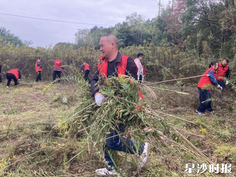 黄花村党员志愿者正在清除加拿大一枝黄花。黄花镇供图