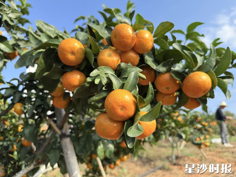 在长沙县金井镇龙华山村长沙乡里情农业科技果园,金灿灿的金秋砂糖橘沉甸甸地压弯了枝头。吴杰 摄 在长沙县金井镇龙华山村长沙乡里情农业科技果园,金灿灿的金秋砂糖橘沉甸甸地压弯了枝头。吴杰 摄