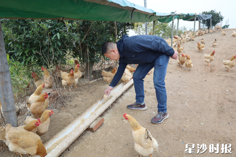 张恒宇正在给河田鸡喂食。均为金井镇供图 张恒宇正在给河田鸡喂食。均为金井镇供图