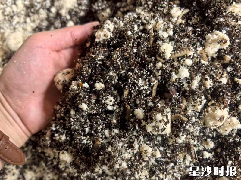 梓园山院建立专门的养虫房,保障河田鸡的优质“口粮”。 梓园山院建立专门的养虫房,保障河田鸡的优质“口粮”。