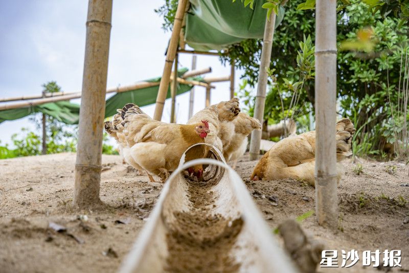 梓园山院的河田鸡纯天然绿色喂养,深受当代消费群体的喜爱。 梓园山院的河田鸡纯天然绿色喂养,深受当代消费群体的喜爱。