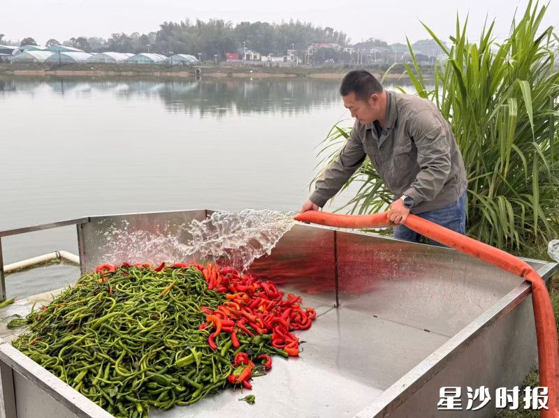 姜胜将辣椒冲洗后倒入鱼塘。均为黄兴镇供图 姜胜将辣椒冲洗后倒入鱼塘。均为黄兴镇供图