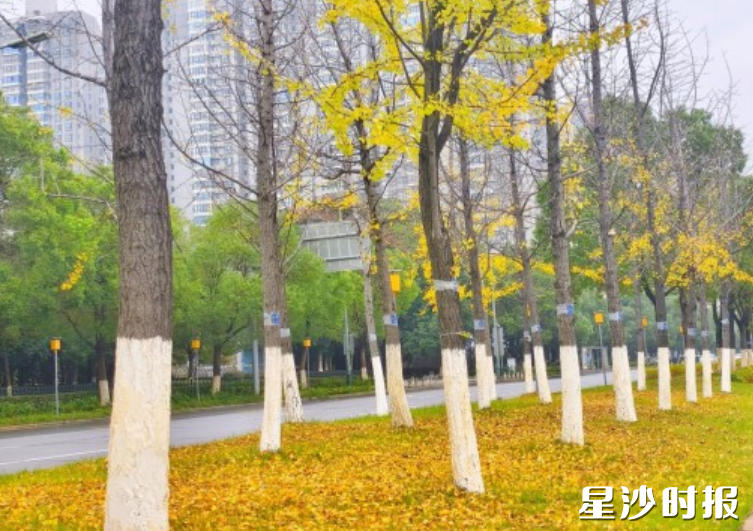 星沙大道（南山路-漓湘路）中央绿化带树干刷白后整齐美观。