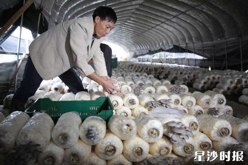 在高桥镇的菌菇生产车间，工人们正把处理后的秸秆与其他原料进行科学配比，制成菌菇培养基。均为高桥镇供图
