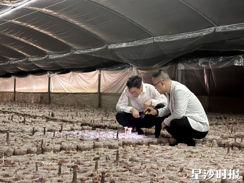 工作人员正在观察蘑菇生长情况。