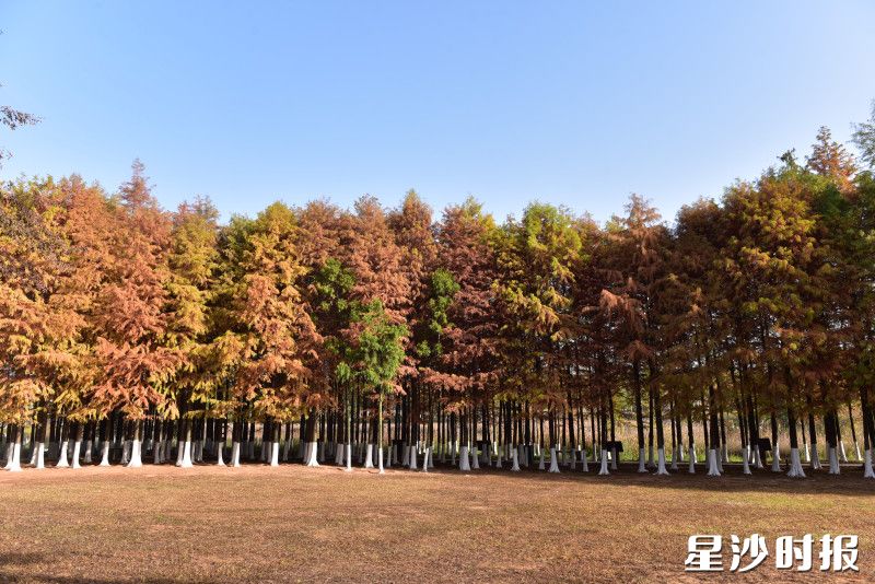 湖南松雅湖国家湿地公园的水杉正式进入了最佳观赏期。均为刘思源 摄