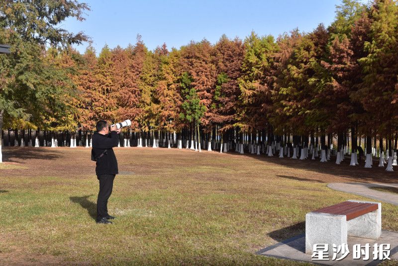 层林尽染、色彩斑斓的绝美景致，吸引了市民和游客慕名前来打卡游览。