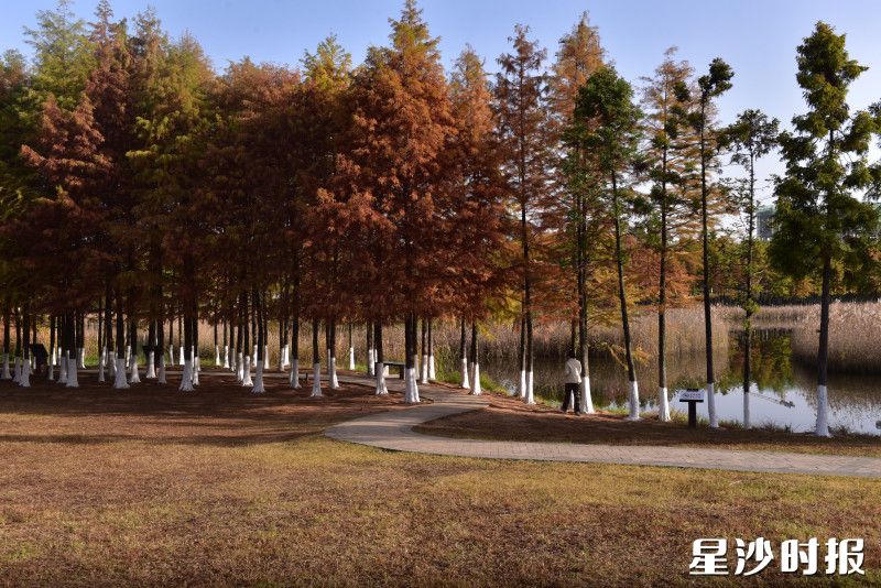 水杉的枝叶从浅黄到殷红层层渐变，染出秋冬盛景。