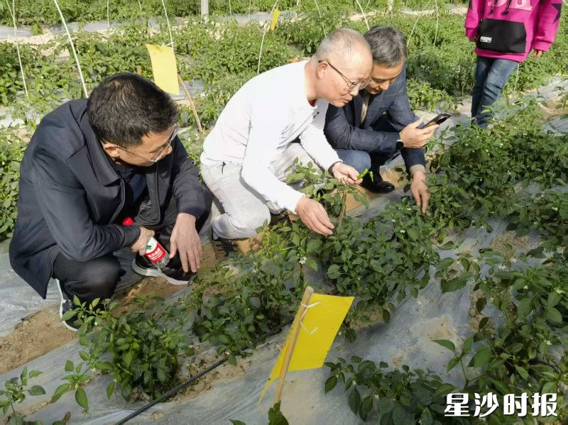 蔬菜专家服务团到农业生产一线指导种植。杨源 摄