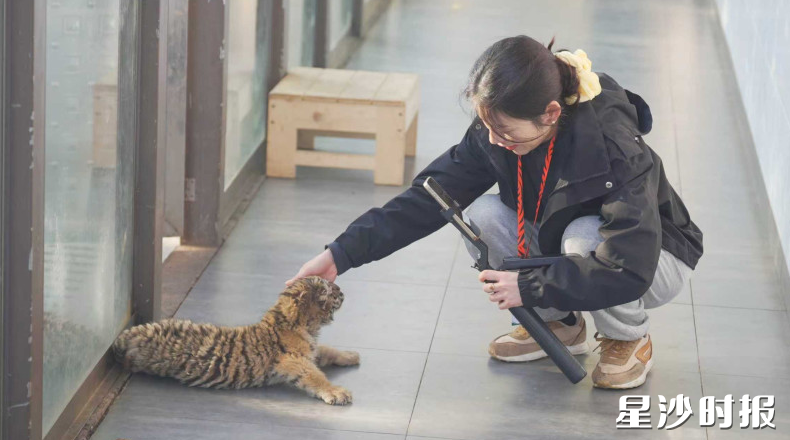 在长沙三珍虎园，主播举着手机向线上粉丝展示活泼可爱的虎崽。均为金井镇供图