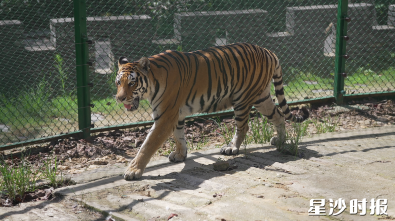 网友通过线上支持的方式参与老虎的日常保育，并进一步了解老虎的生活习性。