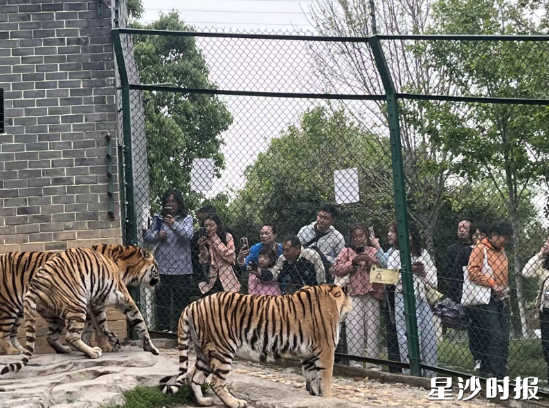 “云观虎、云互动”的线上模式，让面临季节性运营困境的虎园找到了新的生机。