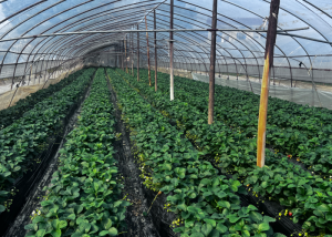 腾飞繁花丨松雅湖草莓园开园迎客 欢迎采摘“冬日甜香”