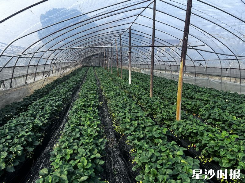 草莓大棚内，果子成熟，透出阵阵清香。均为火统维 摄