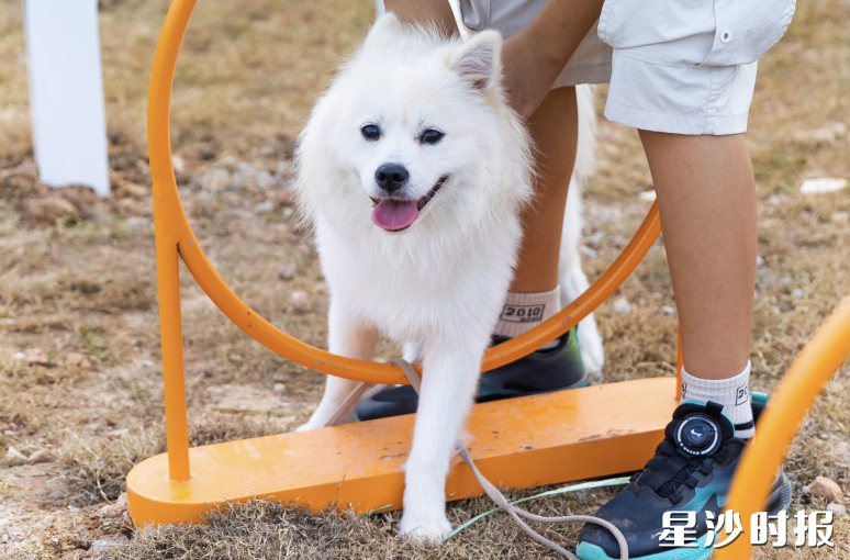 消费者携宠物在杉杉奥莱萌宠乐园玩耍。