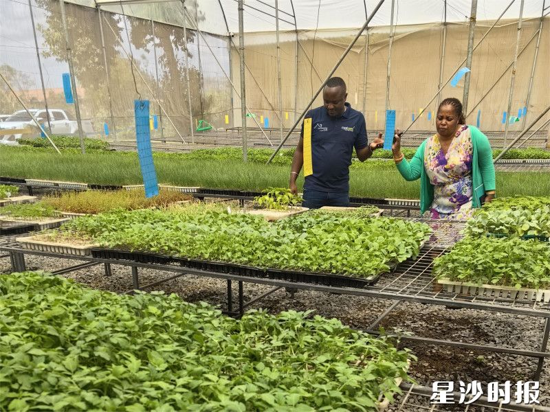 非洲当地的育秧工厂。