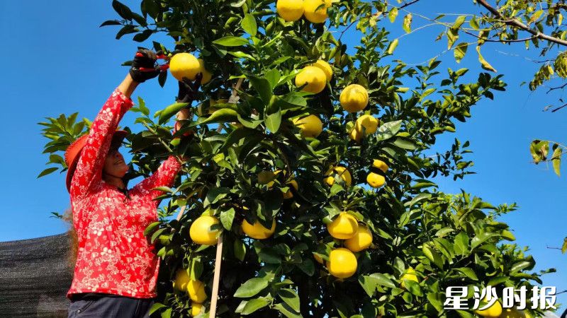 11月份的葡萄柚树结满了金黄的果实。星沙农商银行供图