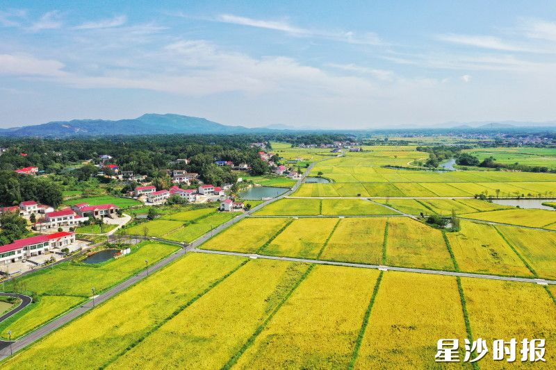 近年来,长沙县累计建成高标准农田23.67万亩。图为青山铺镇洪河村高标准农田。资料图片 近年来,长沙县累计建成高标准农田23.67万亩。图为青山铺镇洪河村高标准农田。资料图片