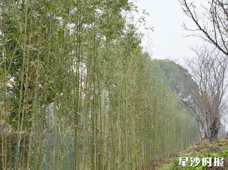 在长永高速与东九路交会处,曾经的菜地已变为一片全长500余米挺拔的竹林。杨欣雨 摄 在长永高速与东九路交会处,曾经的菜地已变为一片全长500余米挺拔的竹林。杨欣雨 摄