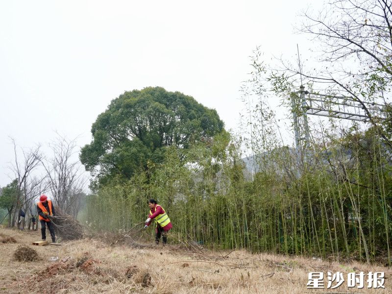 工作人员清理长永高速两厢枯枝。杨欣雨 摄 工作人员清理长永高速两厢枯枝。杨欣雨 摄