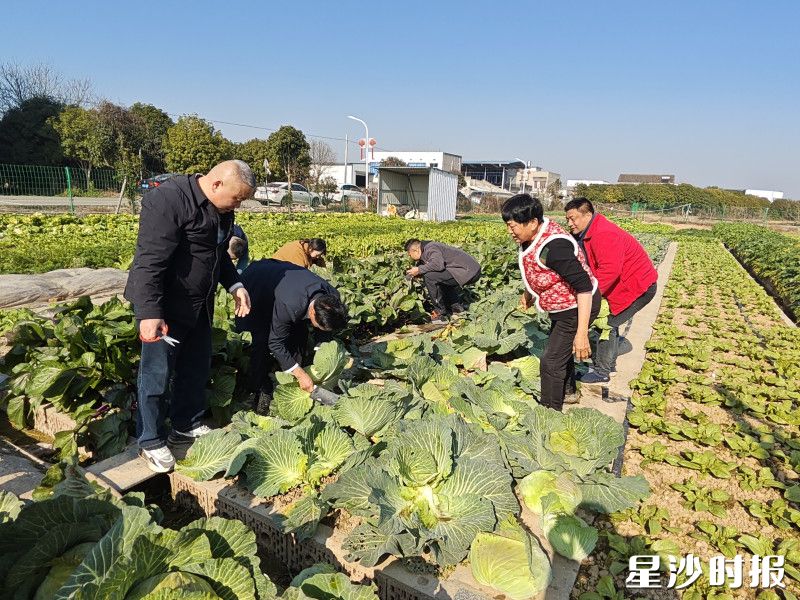 三名网红达人与工作人员在一缕阳光的农疗基地收割新鲜蔬菜。均为机构供图