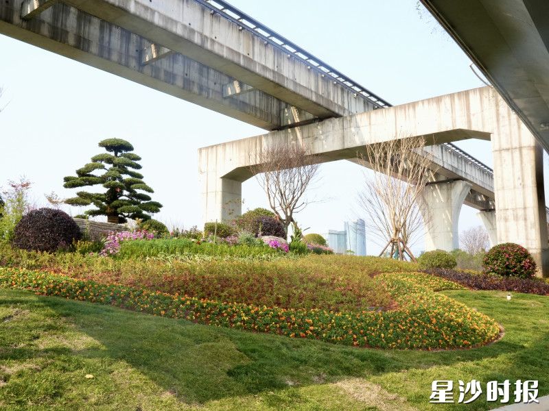 机场大道沿线清除了老旧绿篱，补种优质草坪。