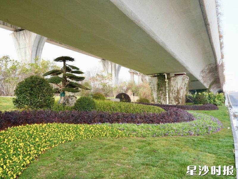 高架桥下聚焦“见缝插绿”，在少光照区域补植耐荫地被。