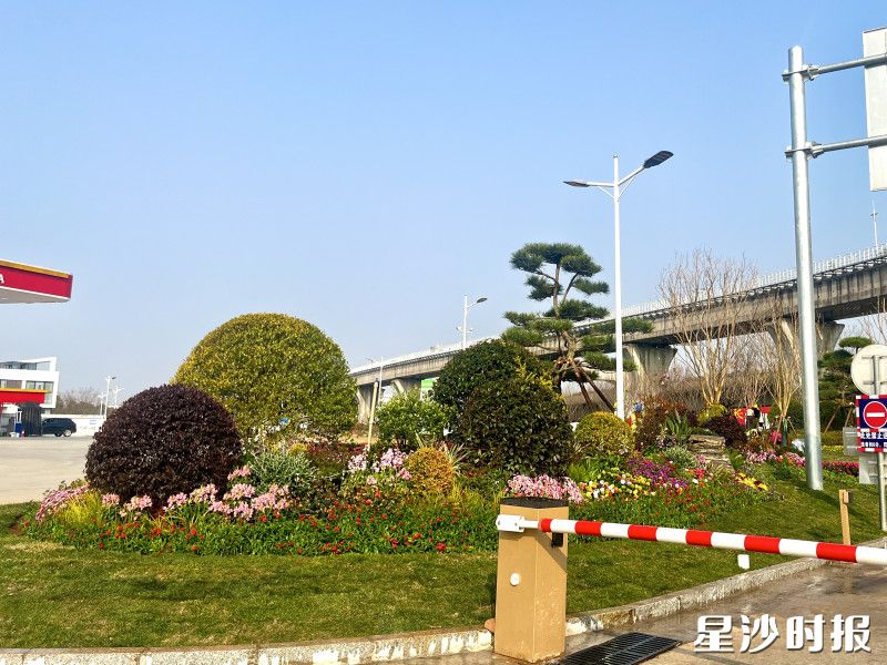 在机场高速与机场大道交叉口，松红梅、玛格丽特菊等多彩花卉收边点缀。