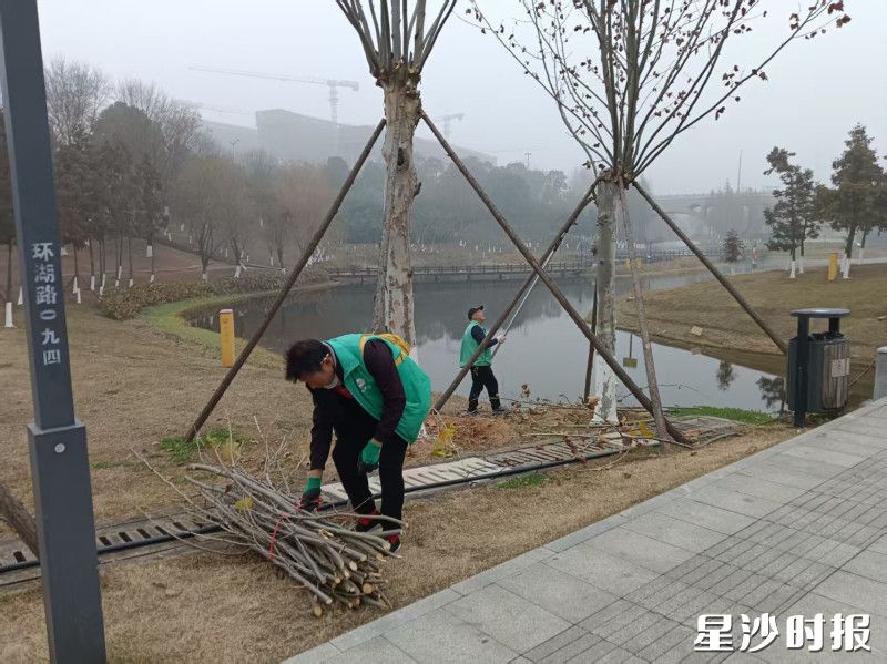 工作人员为树木加装支撑架,并修剪过密或脆弱枝条。长沙县松雅湖生态新城发展中心供图