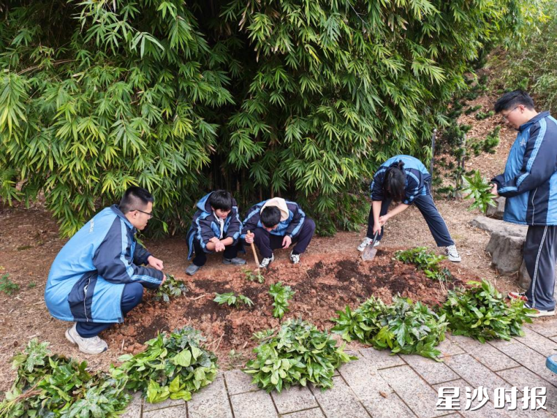 图为学生在“兰亭集序”池周围栽种八角金盘。