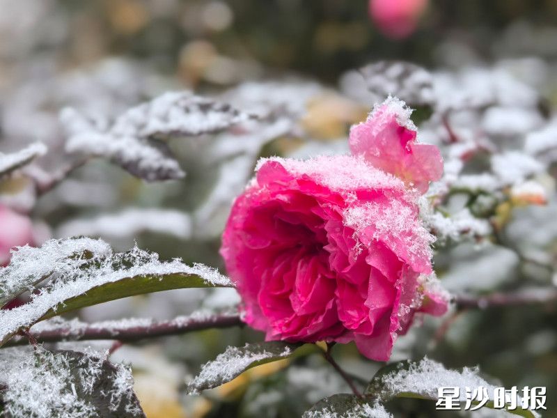 校园内的花朵被雪花装点，别有一番韵味。