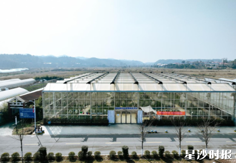 高桥镇联彩农业基地。