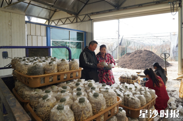 湘福翔食用菌基地，一批批食用菌走向市场。