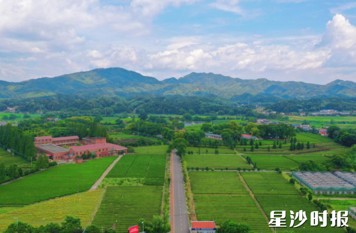 高桥镇依托农科优势，发展特色产业。均为高桥镇供图