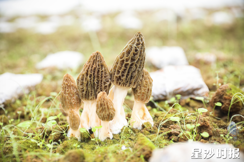 目前，基地已完成绿色食品认证采样。