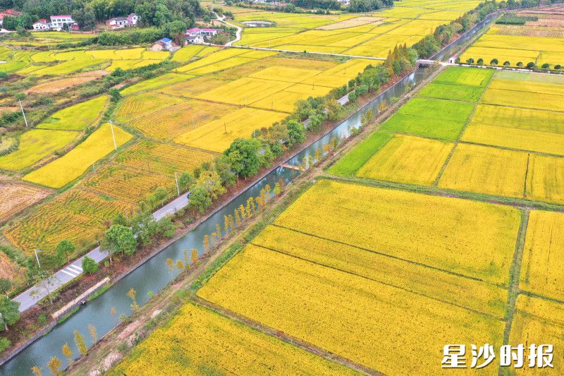 2025年,长沙县累计建立了10005亩的万亩示范模式核心示范片,推广应用双季优质超级稻生产模式,辐射应用总面积达16万亩。章帝摄