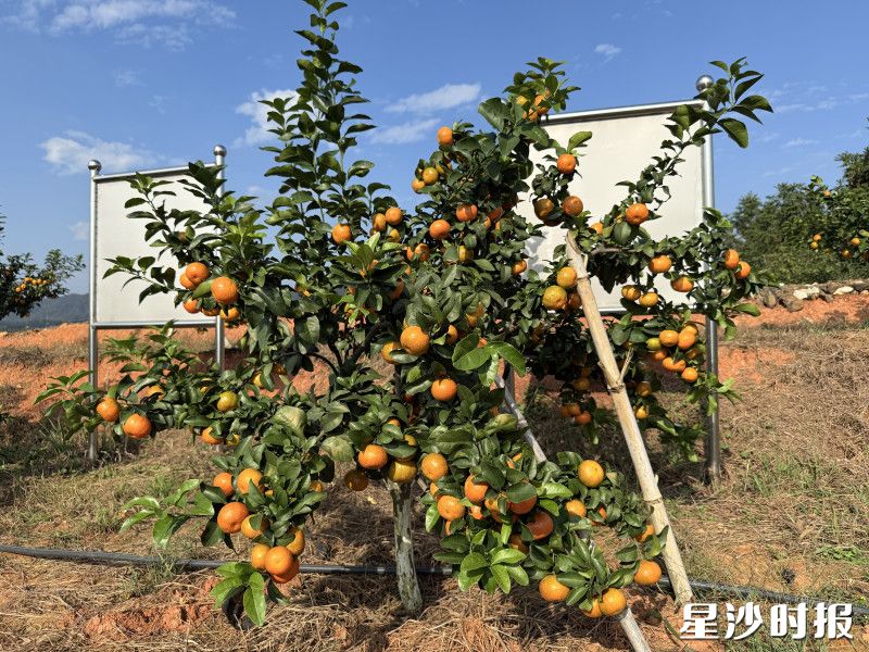 在龙华山村的果园，清香饱满的金桔压弯枝头，凭借出色品质将入驻金井公社。