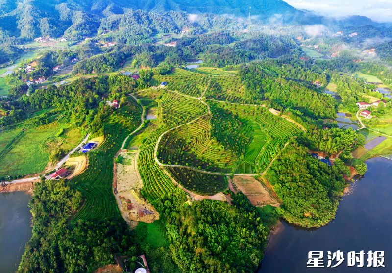 金井镇将继续以党建为笔、组织力为墨，在乡村振兴的广阔画卷上，绘就一条熠熠生辉、带动百姓共富的“品牌金链”。