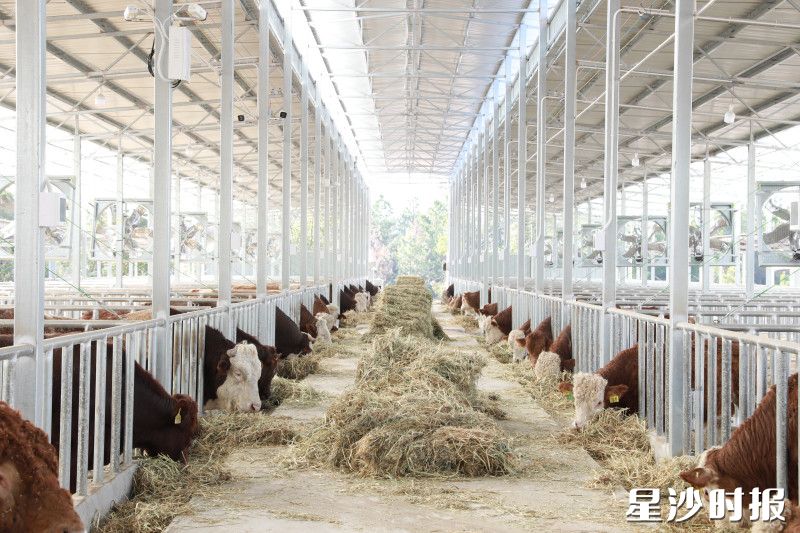 图为公牛栏舍。均为周汝洁 摄