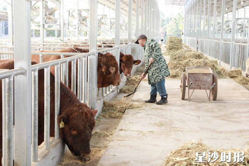 工作人员正在投喂饲料。