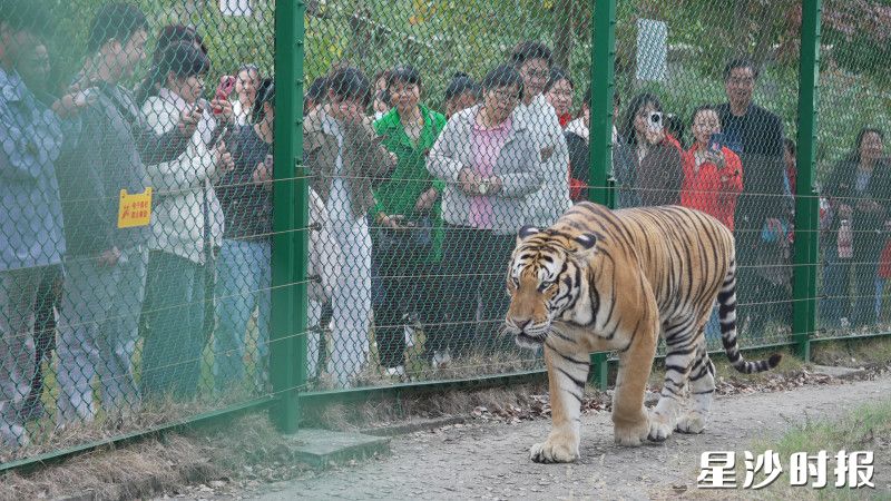 游客齐聚长沙三珍虎园讨“猛虎添翼”的好彩头。均为金井镇供图 游客齐聚长沙三珍虎园讨“猛虎添翼”的好彩头。均为金井镇供图