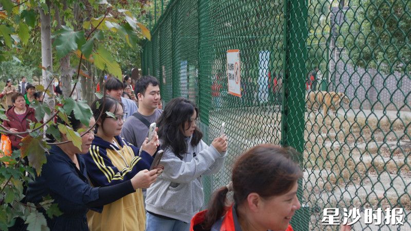 节假日期间,长沙三珍虎园游客众多。 节假日期间,长沙三珍虎园游客众多。