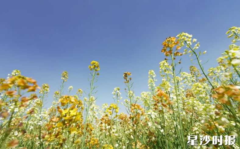 果园镇杨泗庙社区油菜花海仿佛“春日调色盘”。